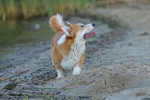 Cute pembroke welsh corgi having fun on the beach with sand photo