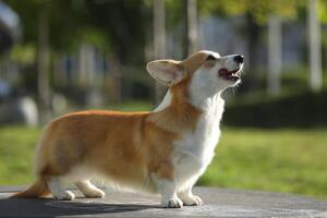 Cute welsh corgi pembroke walking in the summer park photo