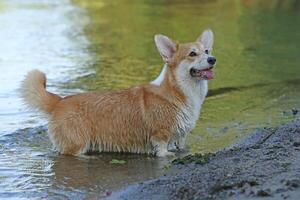 Cute pembroke welsh corgi having fun in the water on the beach photo