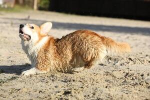 Cute pembroke welsh corgi having fun on the beach with sand photo