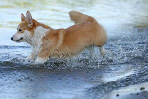 Cute pembroke welsh corgi having fun in the water on the beach photo