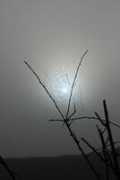 Spider web in the grass. Water drops on spider web photo