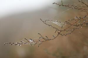 Spider web in the grass. Water drops on spider web photo
