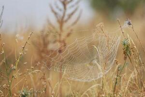 Spider web in the grass. Water drops on spider web photo
