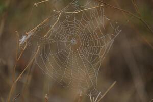 Spider web in the grass. Water drops on spider web photo
