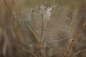 Spider web in the grass. Water drops on spider web photo