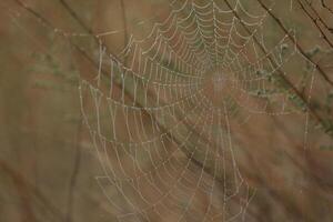 Spider web in the grass. Water drops on spider web photo