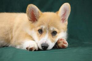 Cute small pembroke welsh corgi puppy photo