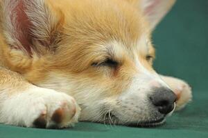 Cute small pembroke welsh corgi puppy. Sleeping dog photo
