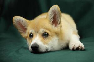 Cute small pembroke welsh corgi puppy photo
