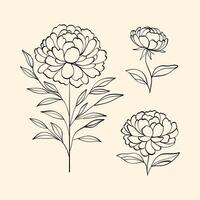 Collection of elegant peony flower line art illustrations on a beige background. For invitations, wall art, and design projects vector