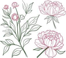 Peony line art collection. Pink and green peonies. Beautiful set of flowers illustrations. Perfect for botanical designs, invitations, and prints vector