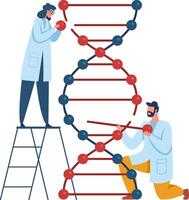 Two scientists building a dna model are conducting genetic research, exploring the field of biotechnology and making advancements in science vector