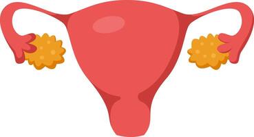 Medical illustration representing female reproductive organs including uterus, fallopian tubes, fimbriae and ovaries releasing an egg cell during ovulation vector