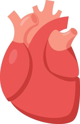 Medical illustration showcasing a healthy human heart, highlighting its role in circulating blood throughout the body and maintaining overall health and well being