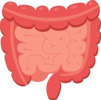 Medical illustration representing human intestines, highlighting colon and appendix, useful for educational and healthcare related projects vector