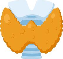 Detailed illustration of the thyroid gland, highlighting its follicular structure and colloid, essential for producing hormones that regulate metabolism and various bodily functions vector