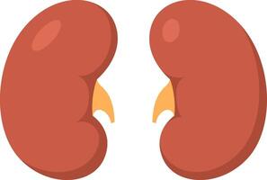Healthy kidneys filtering waste products from the blood, regulating blood pressure, and producing hormones, depicted in a simple and informative illustration vector