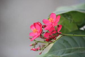 close up of red jatropha integerrima flower in bloom with blurred background photo