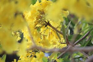 close up Tabebuya Handroanthus chrysotrichus, Yellow Tabebuya or Golden Trumpet Tree in bloom photo
