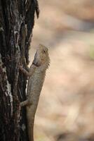 close up of a small white chameleon crawling on a tree photo