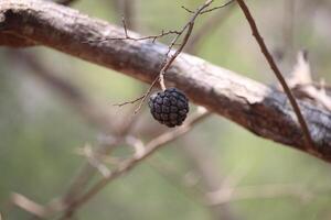 close up of ripe soursop fruit or annona squamosa fruit which is blackish in color photo
