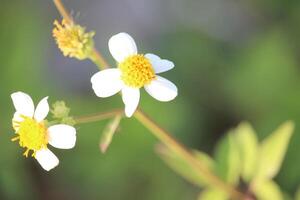 asteraceae biden pilosa flower in full bloom with blurred background photo