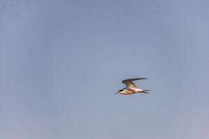 Common tern bird Sterna hirundo in the wild photo