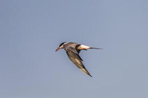 Common tern bird Sterna hirundo in the wild photo