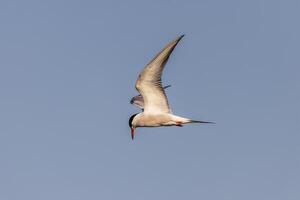 Common tern bird Sterna hirundo in the wild photo