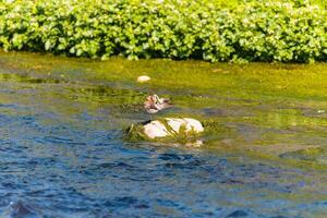 Bird - Little ringed plover Charadrius dubius in the wild photo