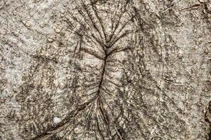 Granular material, solid wood with a structural surface for design textures. Grunge panel with rough coating photo