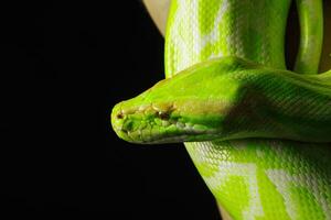Giant wooden green snake python, on dark isolated background photo