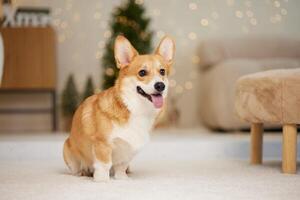 Cheerful Corgi in a Cozy Christmas Setting photo