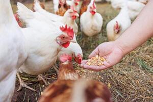 farmer feeds chickens with grain by hand on eco poultry farm, Feeding chickens on the farm photo