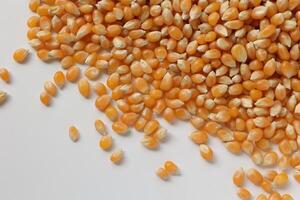 Closeup of corn, corn seeds photo