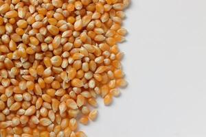 Closeup of corn, corn seeds photo