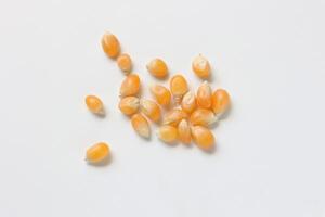 Closeup of corn, corn seeds photo