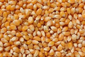 Closeup of corn, corn seeds photo