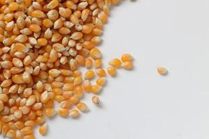 Closeup of corn, corn seeds photo
