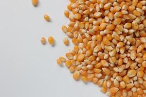Closeup of corn, corn seeds photo