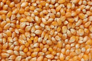 Closeup of corn, corn seeds photo