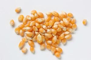 Closeup of corn, corn seeds photo
