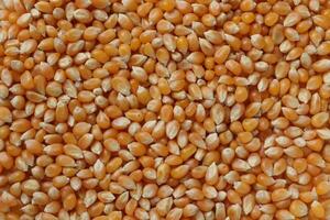 Closeup of corn, top view of corn background photo