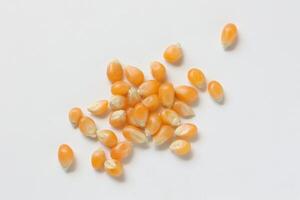Closeup of corn, corn seeds photo