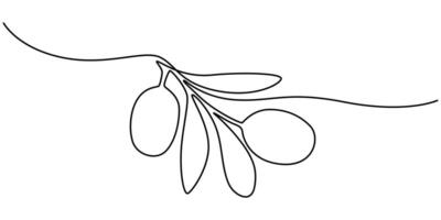 Drawing of an olive branch for a logo A minimalist sketch isolated on white vector