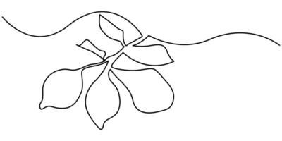 Continuous Line Drawing Of Lemon Fruit Branch with Leaves Black Sketch Isolated on White Background vector