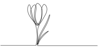 Crocus flowers blooming in continuous line art drawing style black linear sketch vector