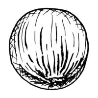 Hand drawn black and white illustration of hazelnuts in shells, showing detailed textures and natural patterns. Perfect for food packaging, botanical designs, recipe books or culinary projects vector