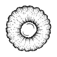 illustration of round shaped Linzer cookies with a jam filling center. Clipart for design purposes. Black and white detailed ink style drawing, perfect for bakery, food and Christmas projects vector